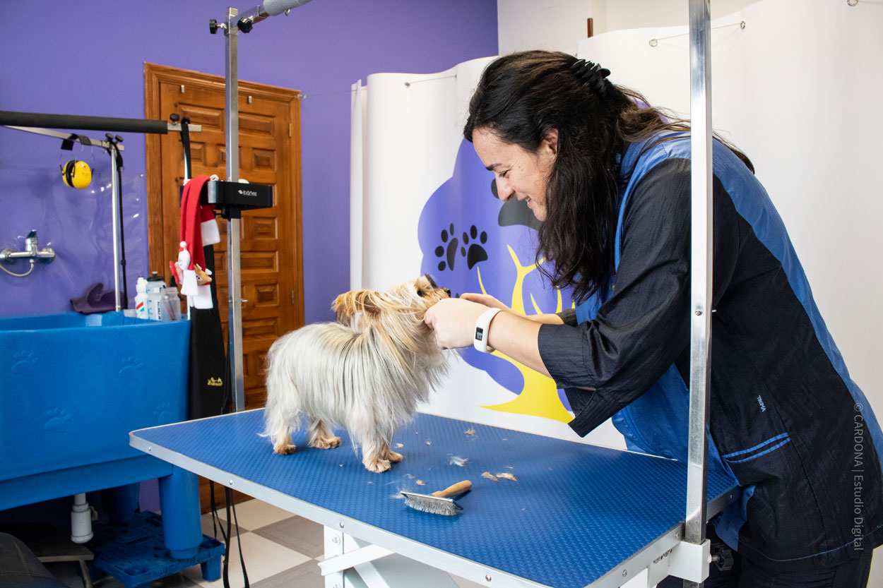 Peluquería canina en Aranda de Duero
