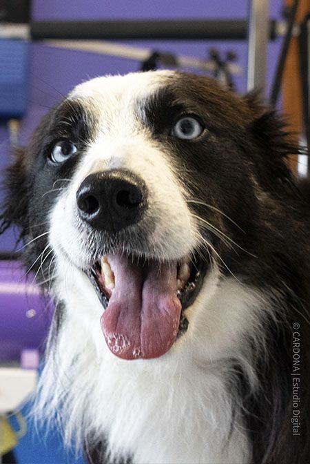 Peluqueria canina La Mascoteca en Aranda de Duero perro