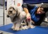 Tienda de alimentacion y complementos para perros y gatos en Aranda de Duero