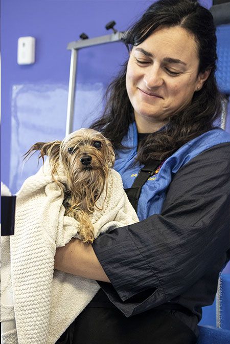 Peluqueria canina La Mascoteca en Aranda de Duero secado