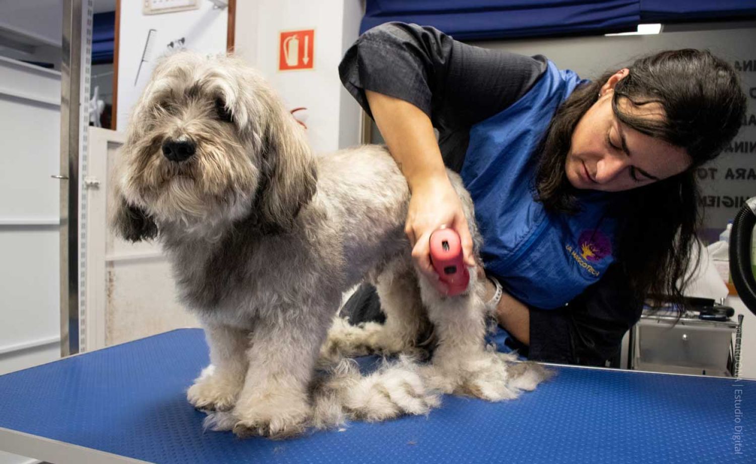 Tienda de alimentacion y complementos para perros y gatos en Aranda de Duero