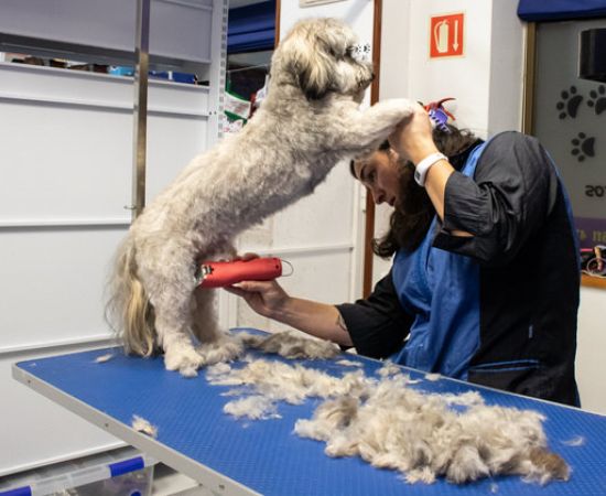 peluqueria canina en Aranda de Duero