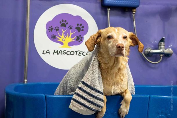 Peluqueria canina con ozonoterapia